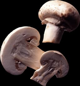 fresh wild mushroom