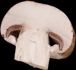 Mushroom